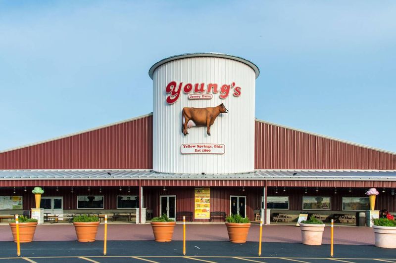 The Young’s Jersey Dairy Cow Sculptures The Young’s Jersey Dairy Cow Sculptures