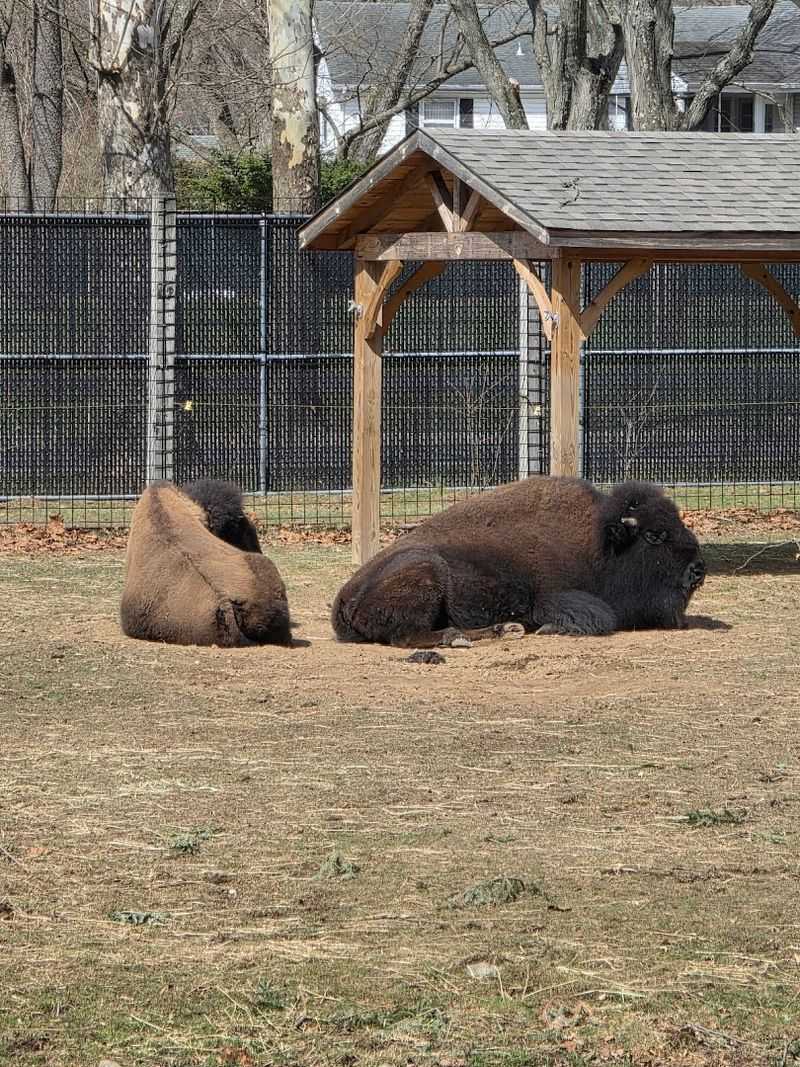 The bison, sloths, red wolves, and condors make it feel bigger than it is The bison, sloths, red wolves, and condors make it feel bigger than it is
