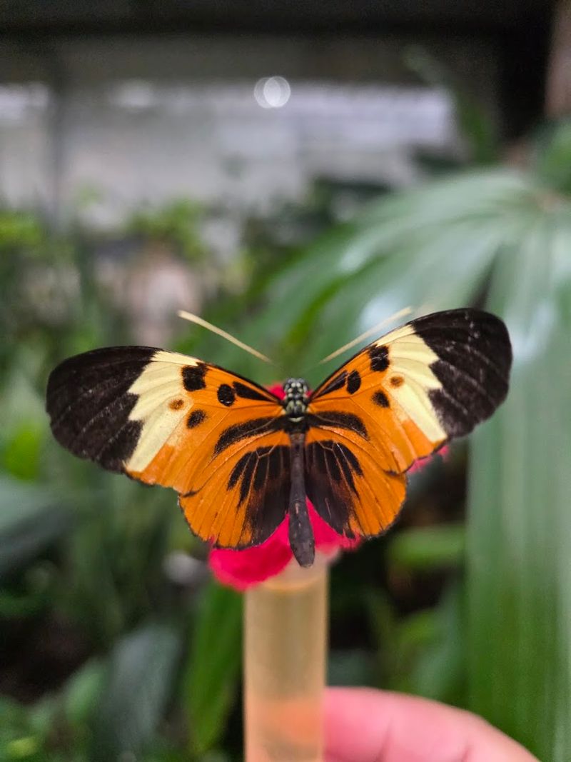 The butterfly aviary is the true star The butterfly aviary is the true star