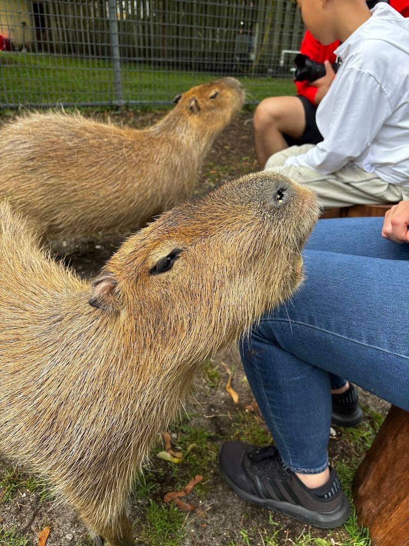 The capybara experience is the star attraction The capybara experience is the star attraction