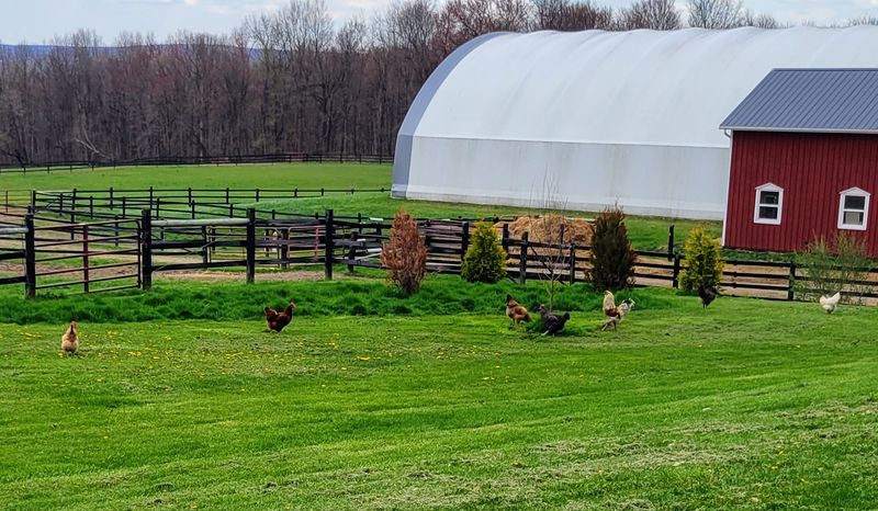 The farm animals make every stay feel more personal The farm animals make every stay feel more personal
