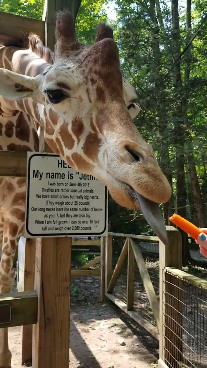 The giraffe feeding platform steals the show The giraffe feeding platform steals the show