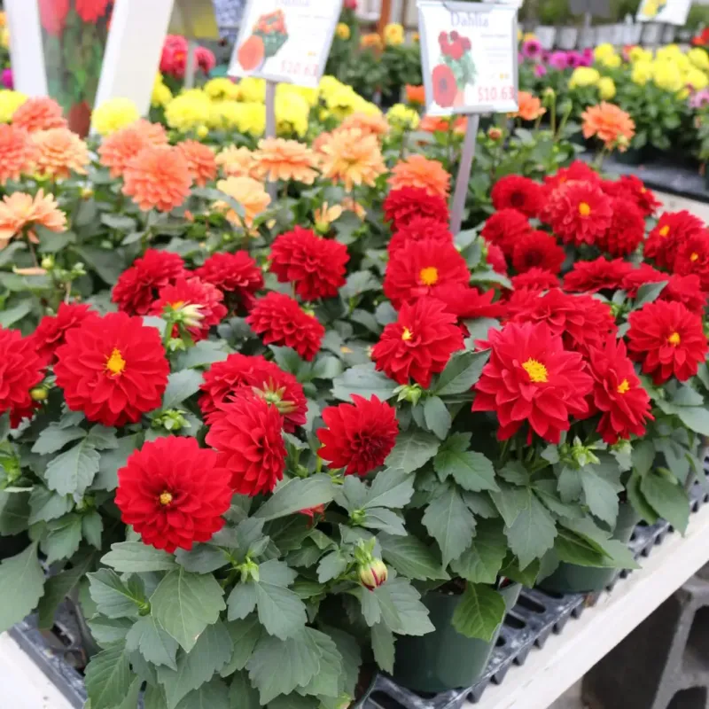 The greenhouse and garden section adds extra charm