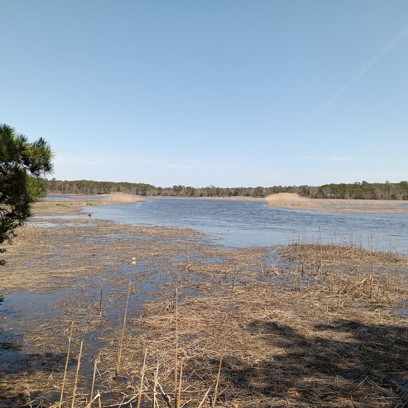 The hidden Pine Barrens wilderness most New Jerseyans have never seen The hidden Pine Barrens wilderness most New Jerseyans have never seen