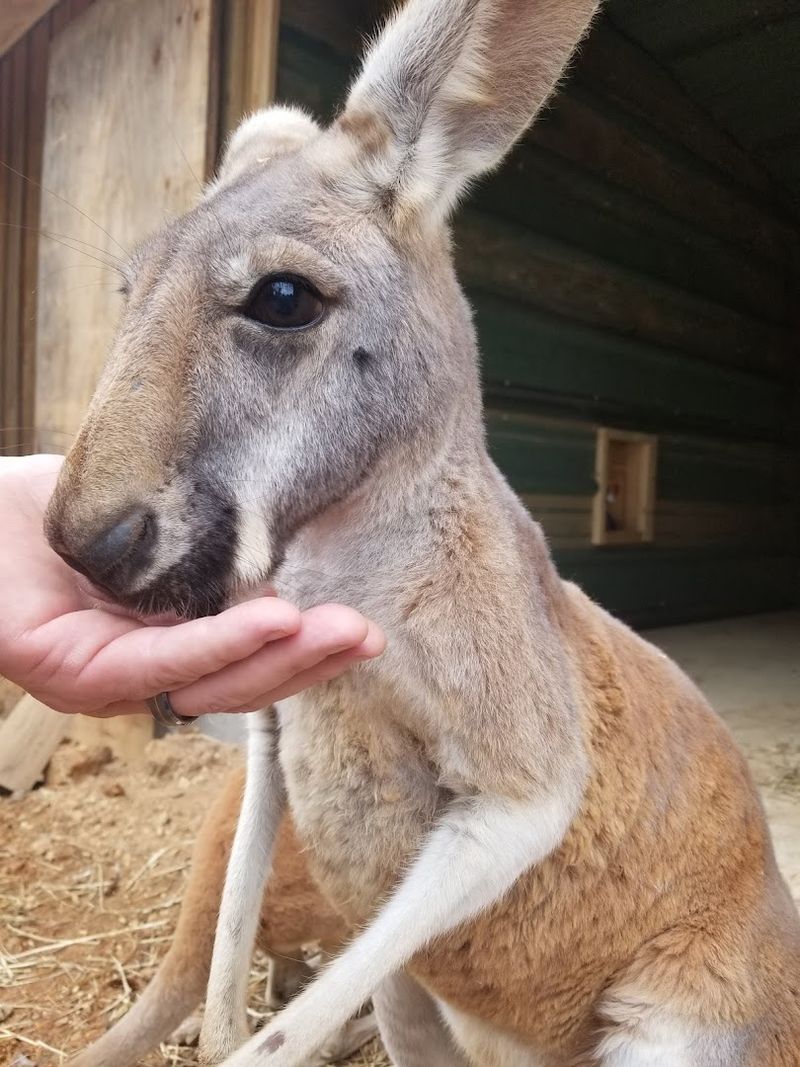 The kangaroo encounter everyone talks about