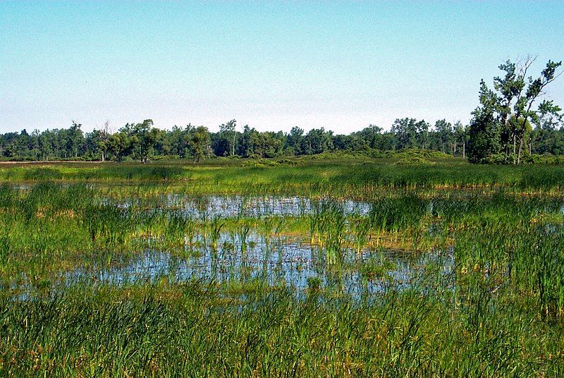 The marshes are the refuge's beating heart