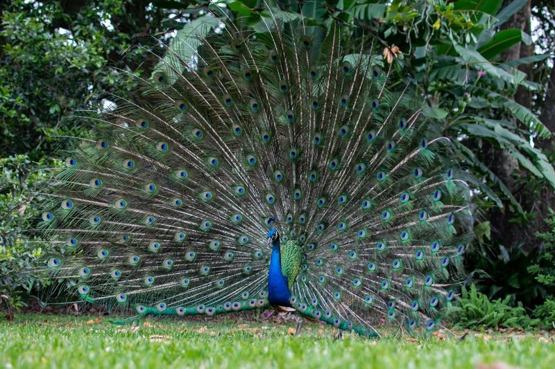 The peacocks everyone talks about