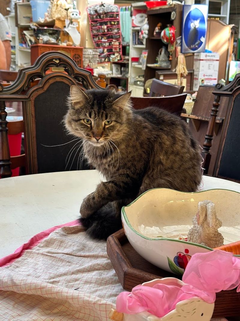 The rescue cats and dogs everyone talks about The rescue cats and dogs everyone talks about