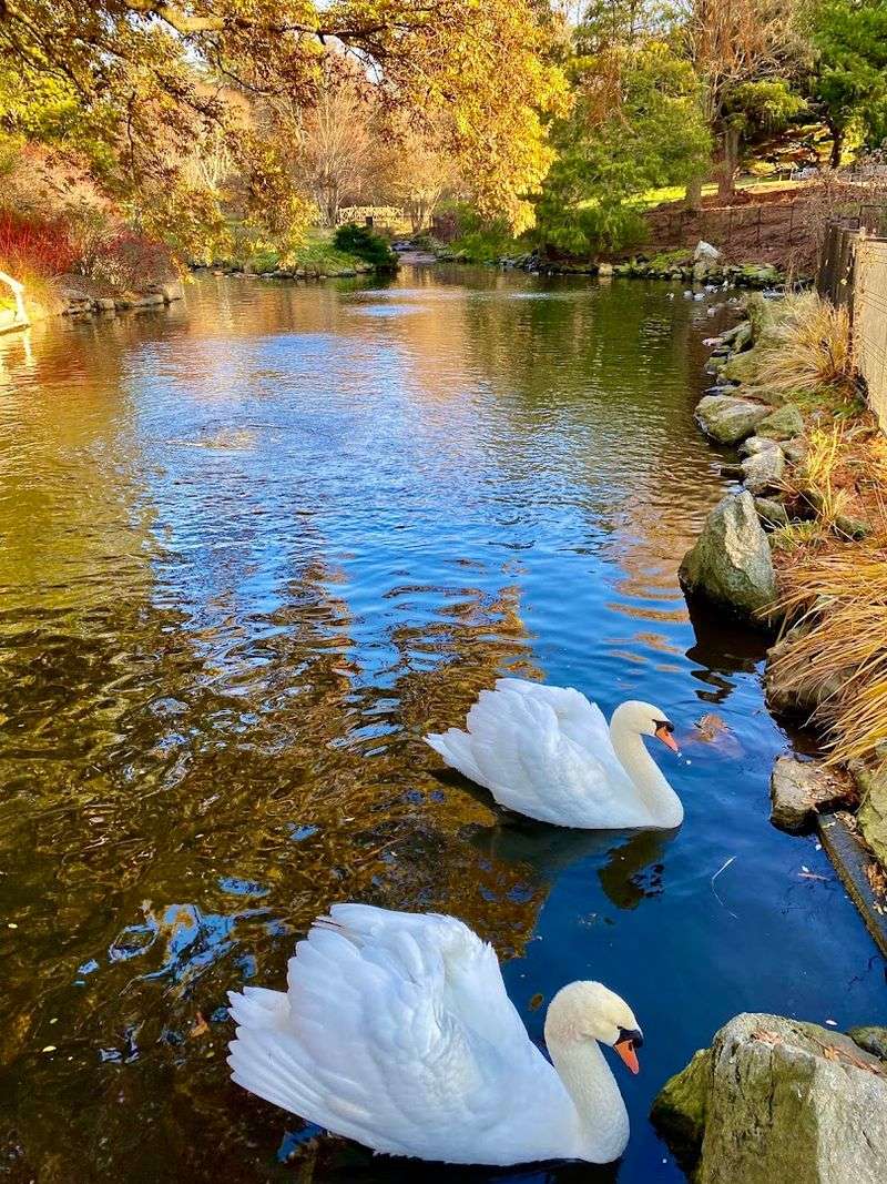 The swan pond and water features bring a peaceful rhythm to your visit The swan pond and water features bring a peaceful rhythm to your visit