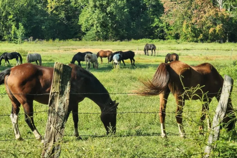 This Beloved Tennessee Stable Offers One of the State’s Best Horseback Riding Experiences