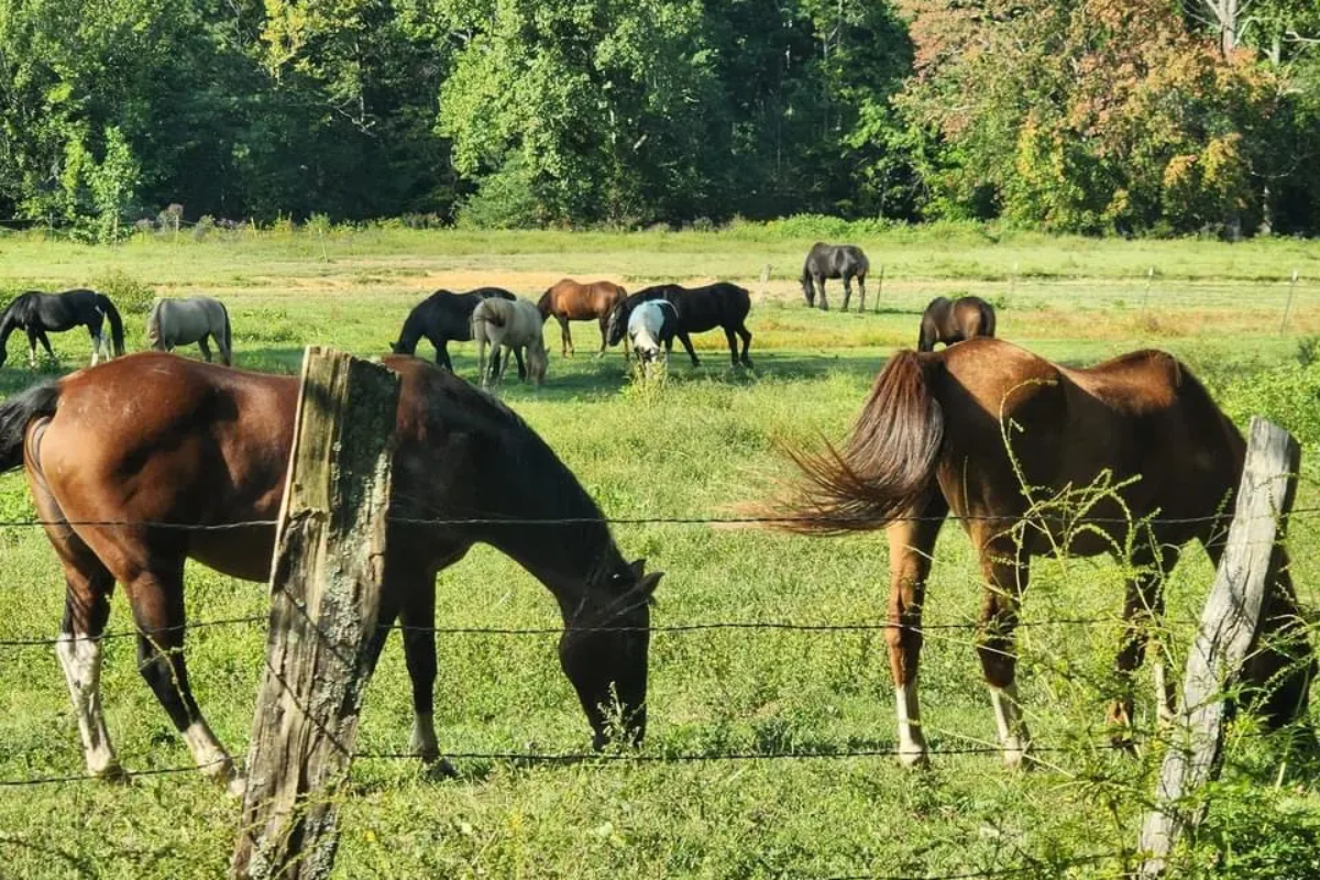This Beloved Tennessee Stable Offers One of the State's Best Horseback Riding Experiences