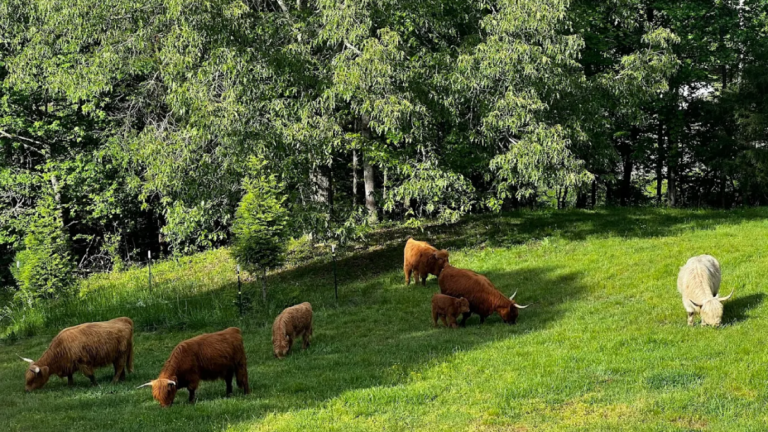 This Hidden Tennessee Ranch Lets You Get Up Close With Adorable Highland Cows