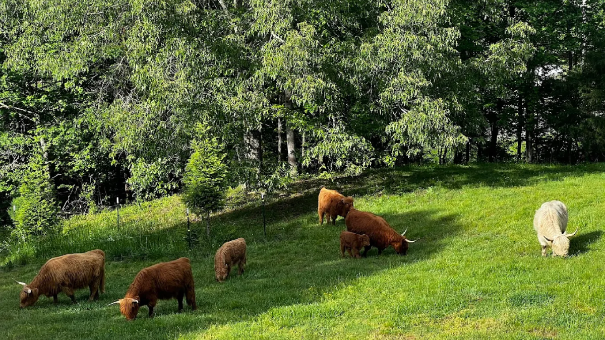 This Hidden Tennessee Ranch Lets You Get Up Close With Adorable Highland Cows