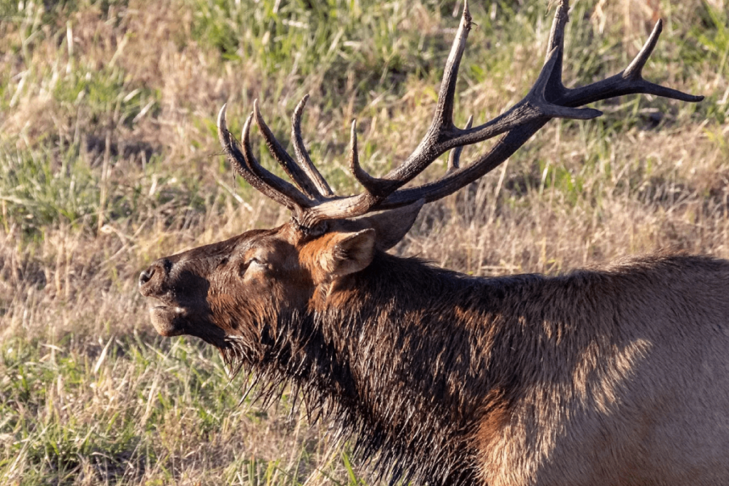 This Remote Tennessee Viewing Tower Lets You Watch Wild Elk In The Mountains