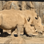 This Tennessee Spot Offers a Wild Rhino Encounter You Won't Forget