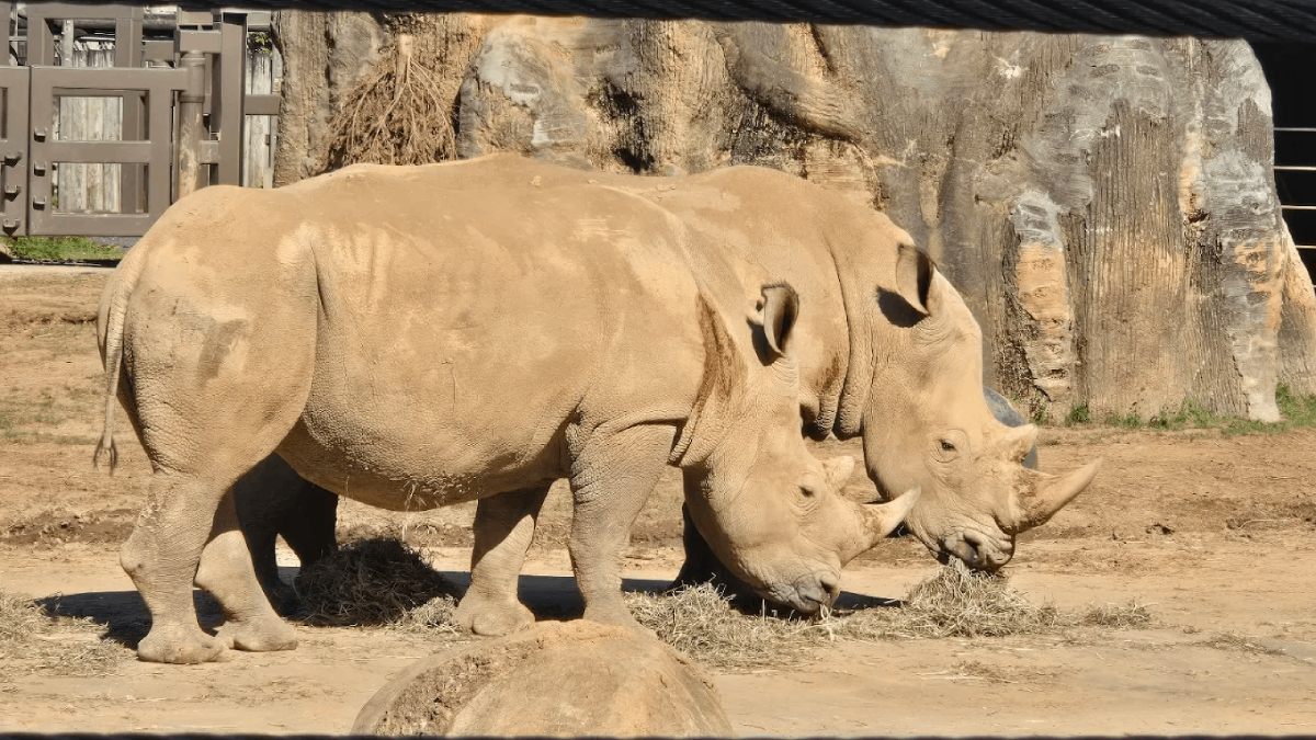 This Tennessee Spot Offers a Wild Rhino Encounter You Won't Forget
