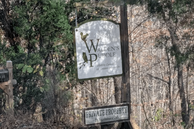 This Tennessee Wildlife Rescue Gives Thousands Of Injured Animals A Second Chance