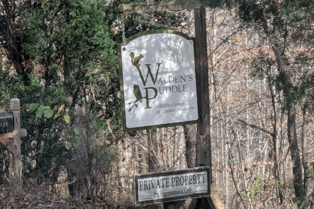 This Tennessee Wildlife Rescue Gives Thousands Of Injured Animals A Second Chance