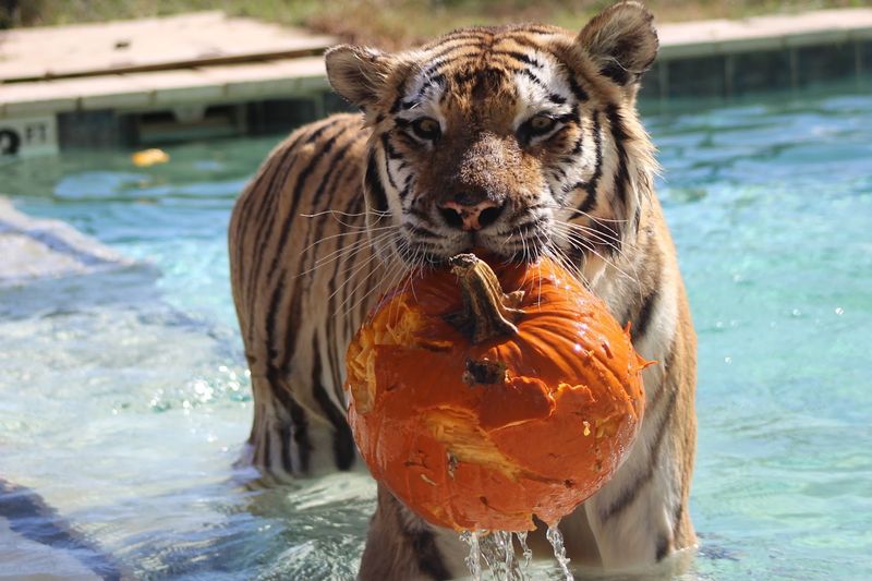 Tiger World Endangered Wildlife Preserve