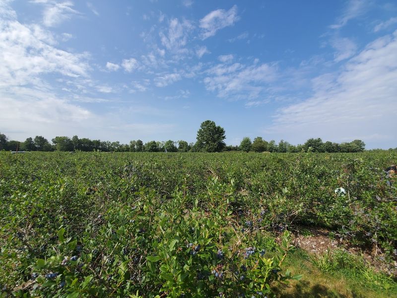 Timing Your Visit To Get The Most Out Of Blueberry Season