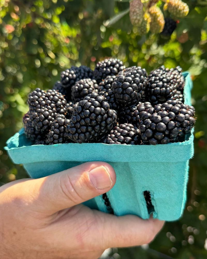 Tips For Planning Your Blackberry-Picking Visit