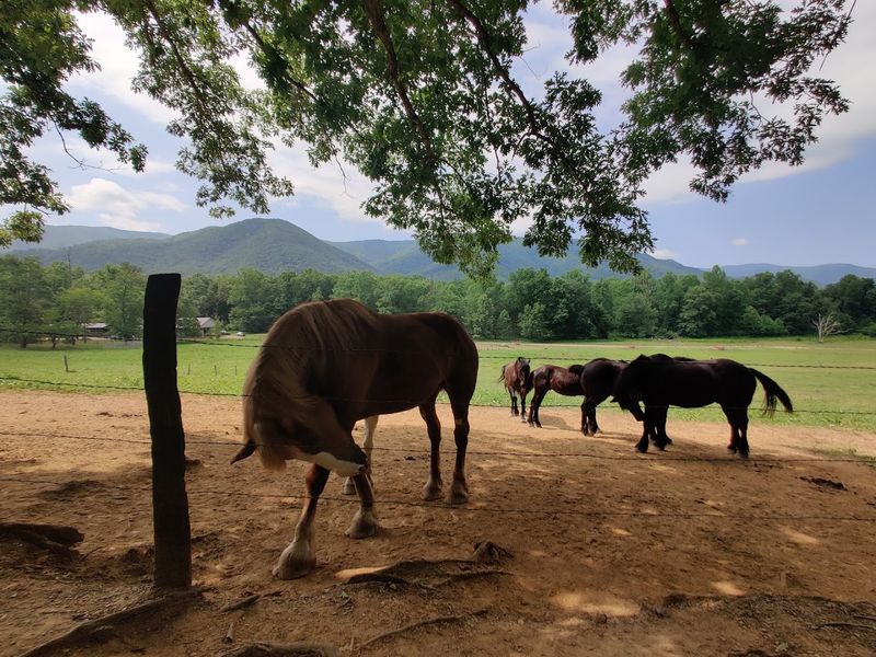 Tucked Near the Smokies, This Townsend Stable Feels Like a Step Back in Time Tucked Near the Smokies, This Townsend Stable Feels Like a Step Back in Time