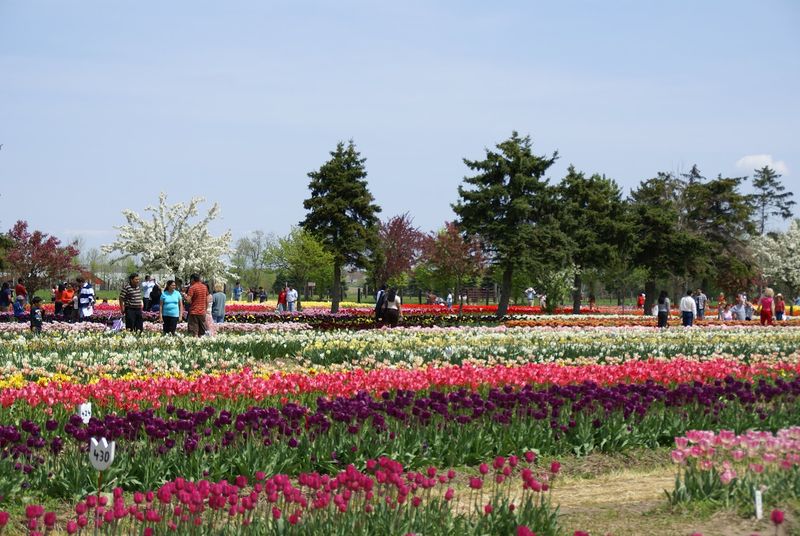 Tulip Time Festival: Six Million Reasons to Show Up in May Tulip Time Festival: Six Million Reasons to Show Up in May