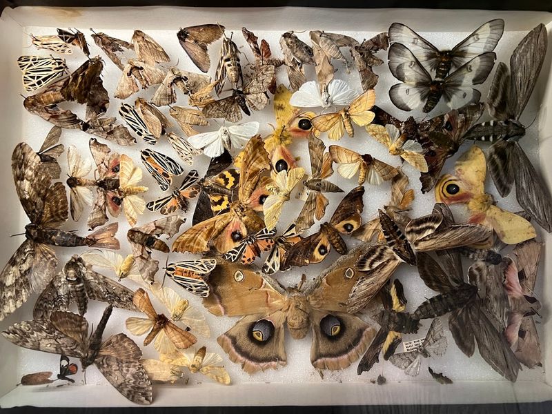 Where Chicago Oddities Meet Local Art
