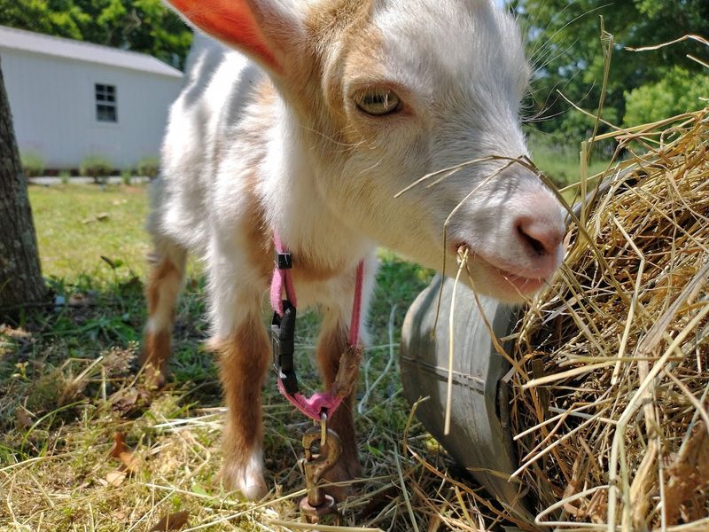 Unexpected Extras Like Bees and Goats Unexpected Extras Like Bees and Goats