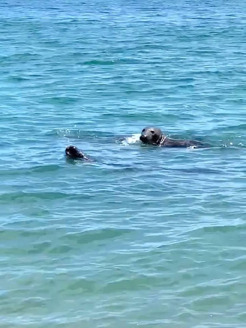 Wildlife Off the Breakers, History Above the Sand Wildlife Off the Breakers, History Above the Sand