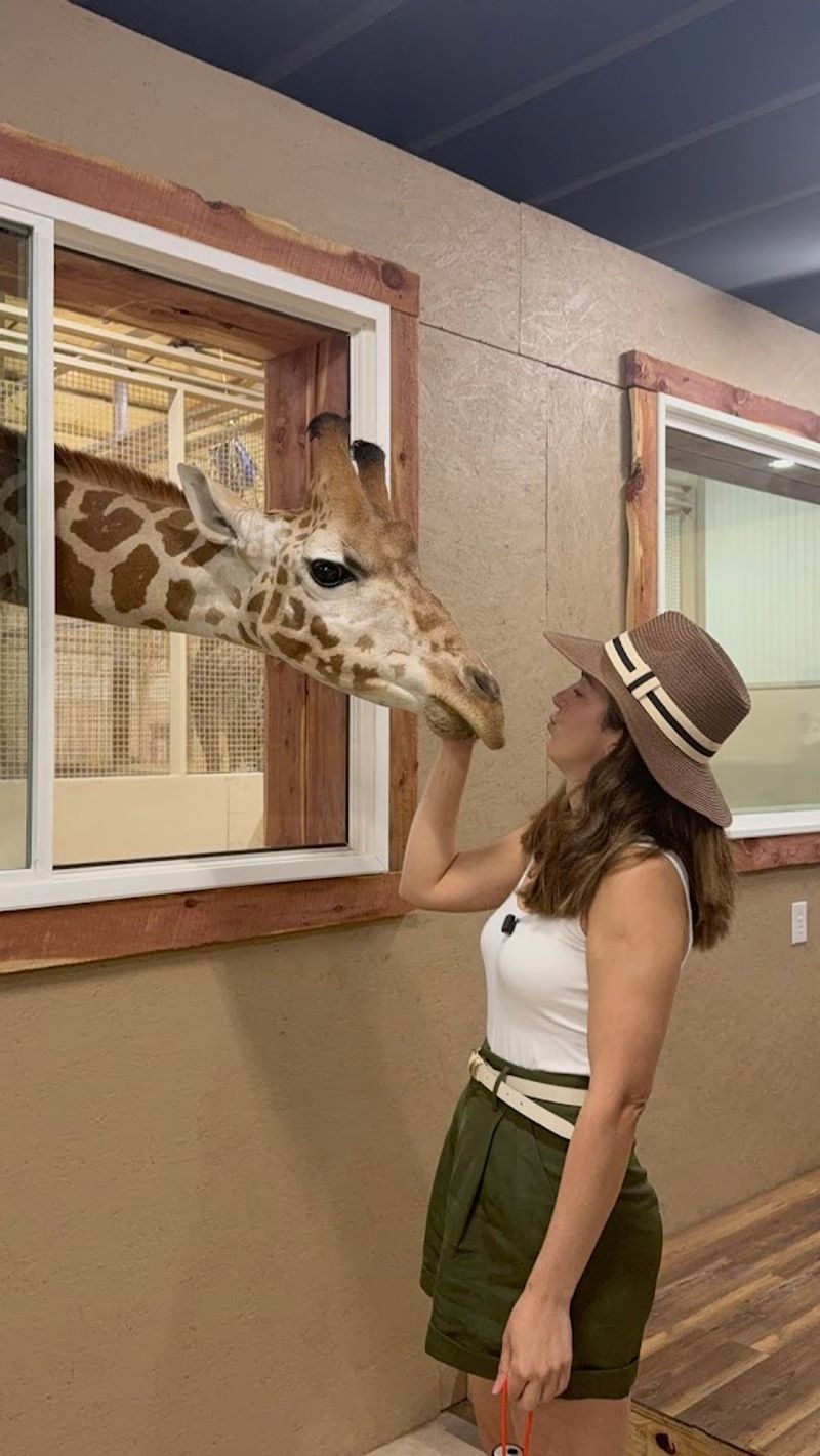 Wake Up to Giraffe Kisses in Your Room Wake Up to Giraffe Kisses in Your Room