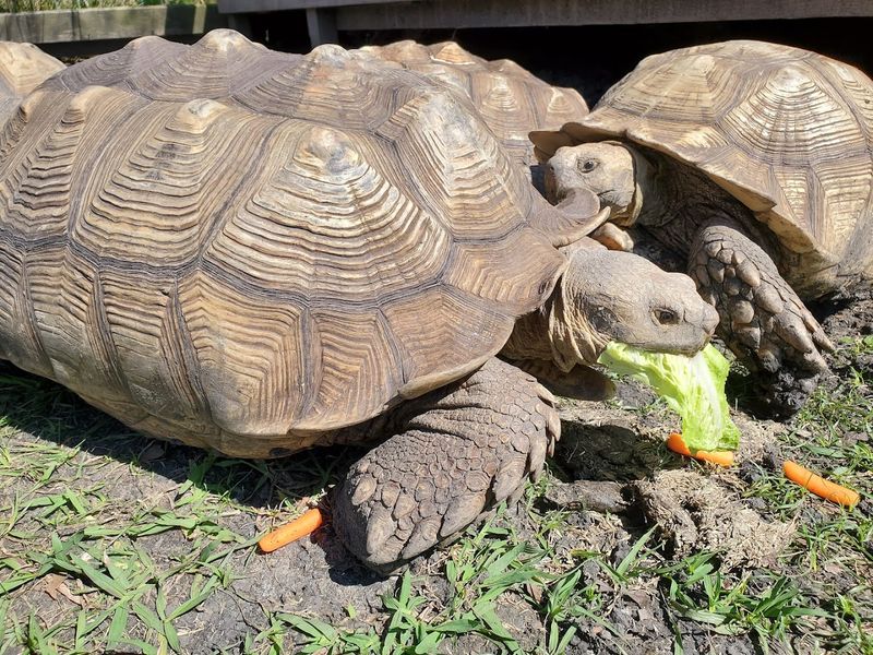 Walk Among Giant Tortoises in Their Natural Habitat Walk Among Giant Tortoises in Their Natural Habitat