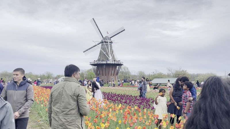 Walk through Holland's Tulip Time Festival Walk through Holland's Tulip Time Festival