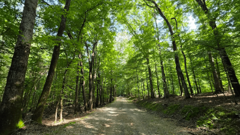 Watch Your Step: 10 Tennessee State Parks Where Venomous Snakes May Be Nearby