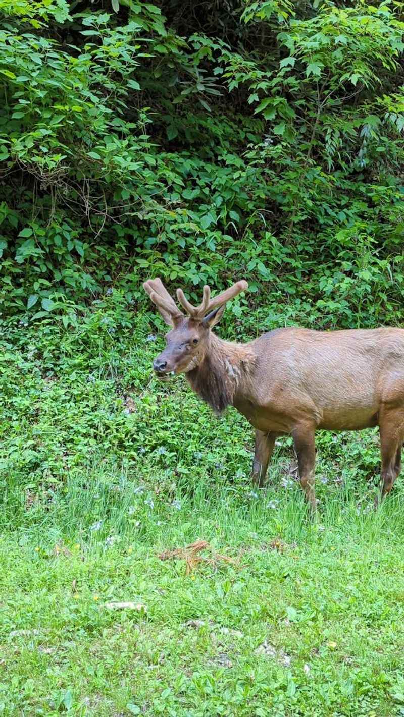 Watch for Wildlife in One of Tennessee's Largest Untamed Areas