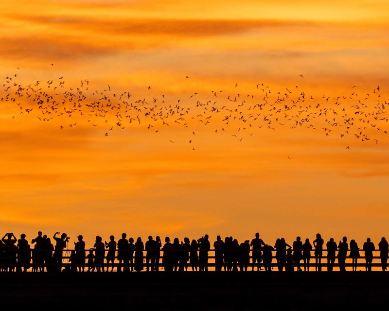 Watch the Congress Avenue Bats (Austin) Watch the Congress Avenue Bats (Austin)