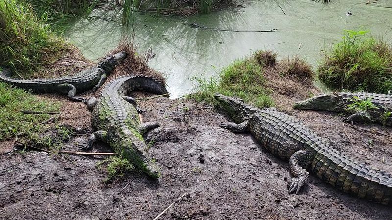 Well-Cared-For Animals in Natural Habitats Well-Cared-For Animals in Natural Habitats