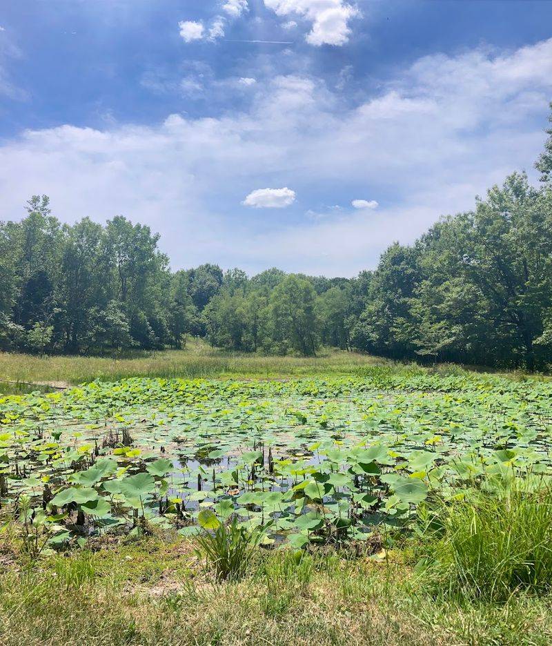 Wetland Ponds and Wildlife Watching