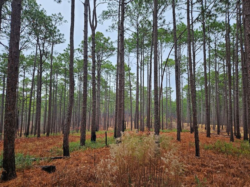 Weymouth Woods Sandhills Nature Preserve