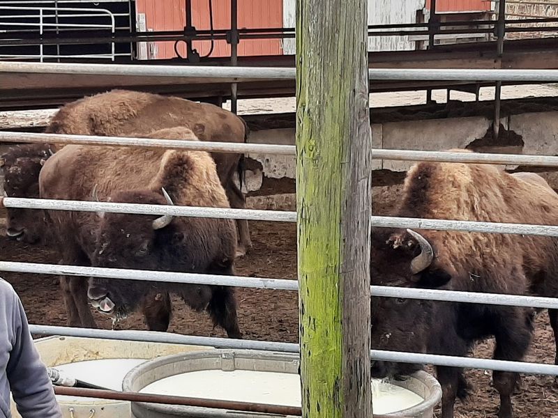 What It Is Like to Watch the Herd From the Fence Line What It Is Like to Watch the Herd From the Fence Line