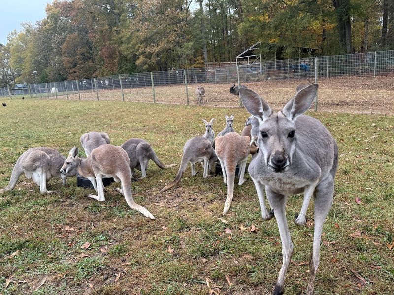 What Other Animals You Can Expect