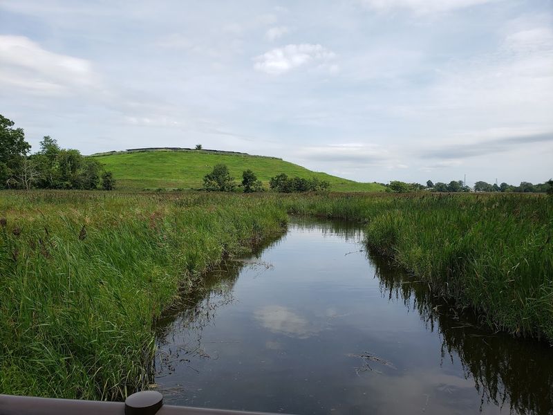 What You Might Spot Beyond the Reeds and Rahway River
