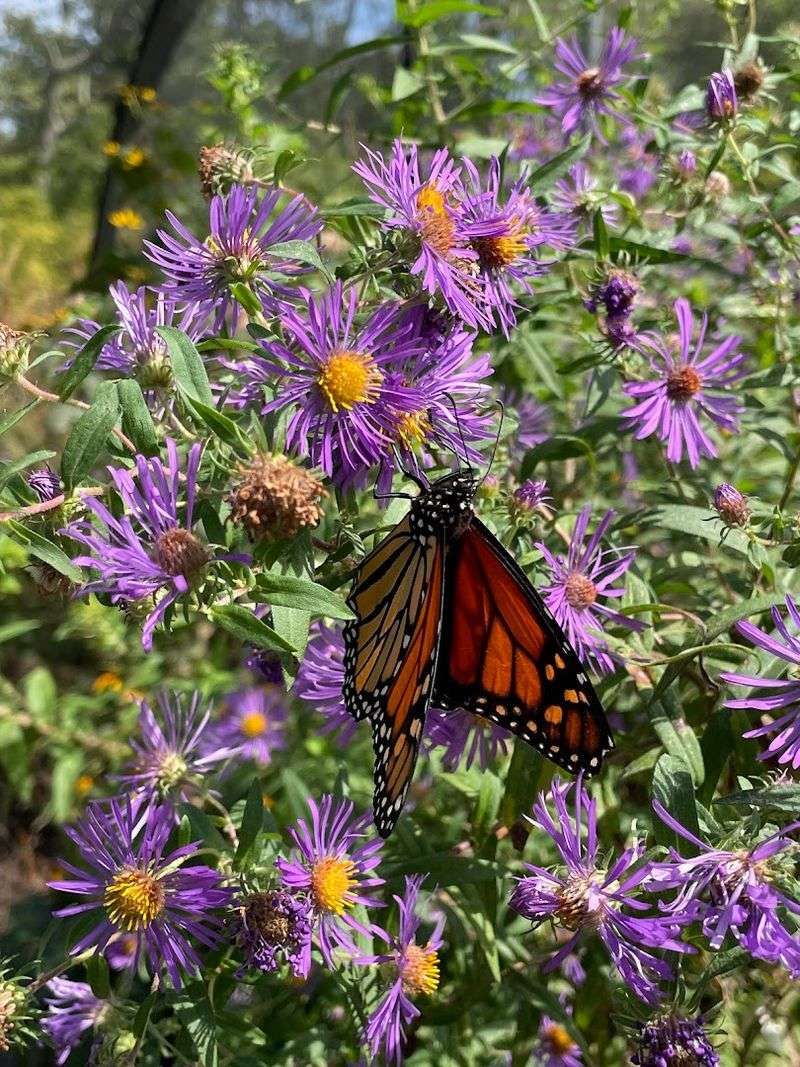 When to visit for the best chance of seeing the sanctuary in full flutter When to visit for the best chance of seeing the sanctuary in full flutter