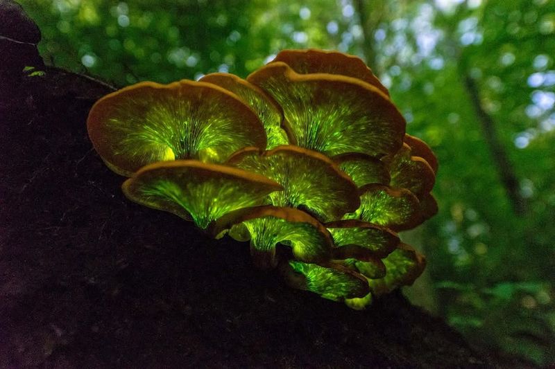 Where It Grows In Pennsylvania Where It Grows In Pennsylvania