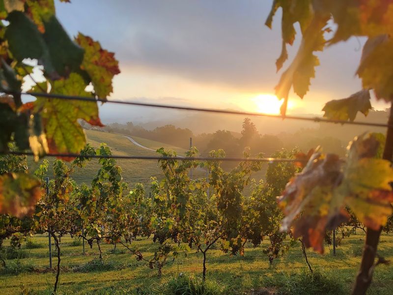 Where Mountain Views Meet Tennessee Wine