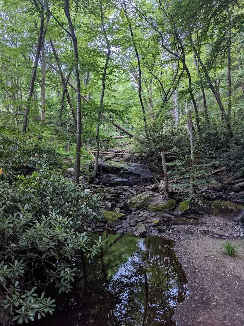 Why Abram S. Hewitt State Forest Feels So Untouched Why Abram S. Hewitt State Forest Feels So Untouched