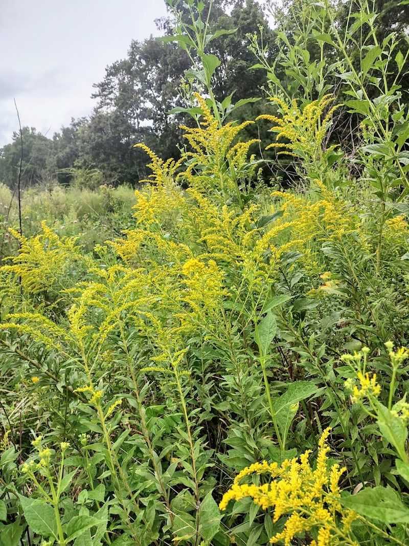 Why Black Oak Ridge Conservation Easement Is Worth The Short Drive Why Black Oak Ridge Conservation Easement Is Worth The Short Drive
