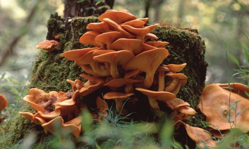 Why Decaying Wood Matters Why Decaying Wood Matters