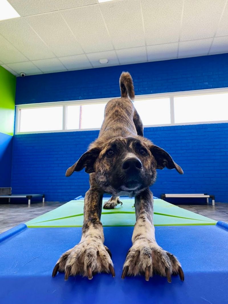 Why Dogs Seem To Love This Galloway Spot As Much As Their Humans Do