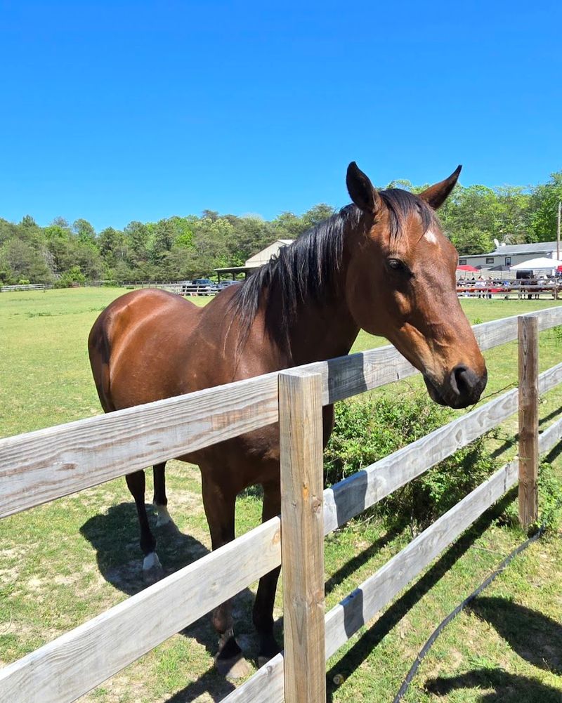 Why Freedom Farm Animal Rescue Feels Different From A Typical Farm Visit Why Freedom Farm Animal Rescue Feels Different From A Typical Farm Visit